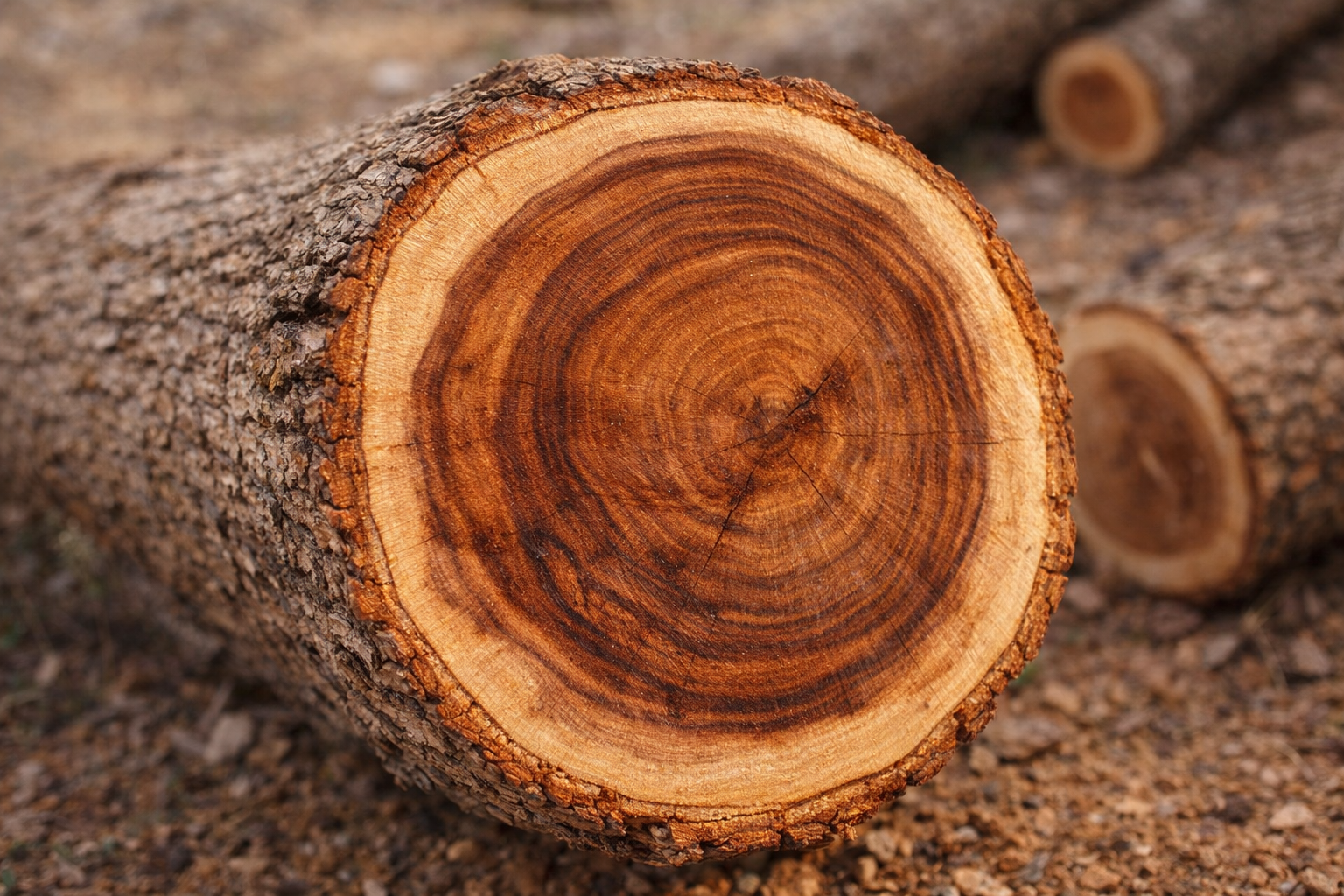 Tronco di Sheesham tagliato con venatura naturale e fibra compatta del legno massello